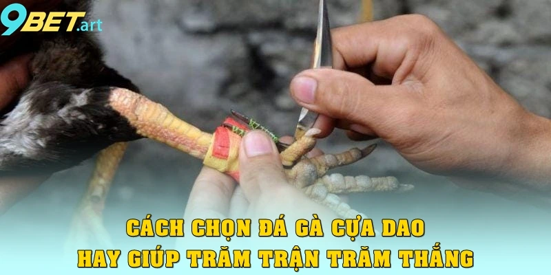 Cách chọn đá gà cựa dao hay giúp trăm trận trăm thắng