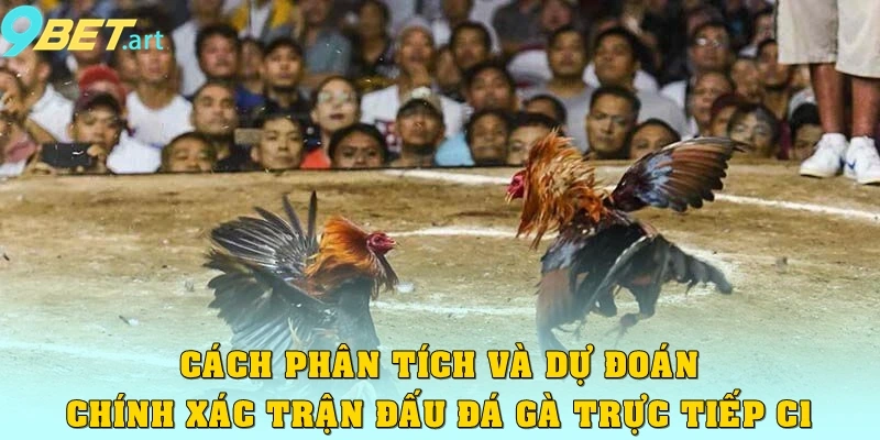 Cách phân tích và dự đoán chính xác trận đấu Đá gà trực tiếp C1