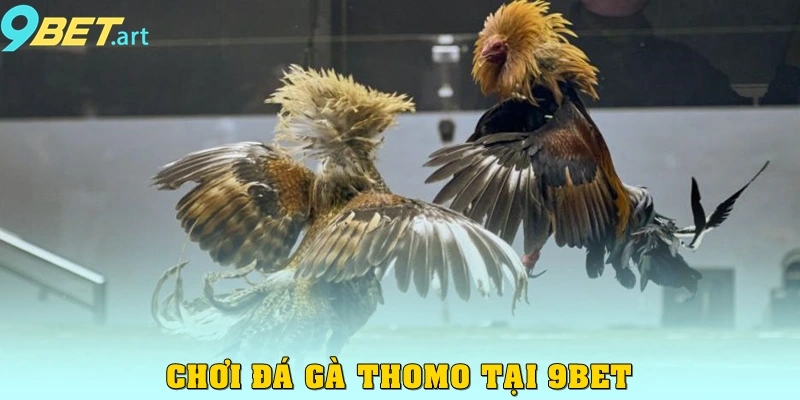 Chơi đá gà Thomo tại 9bet