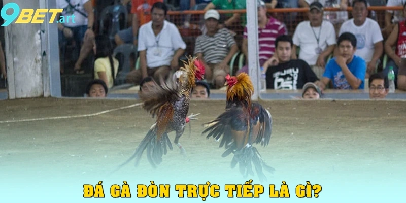 Đá gà đòn trực tiếp là gì?