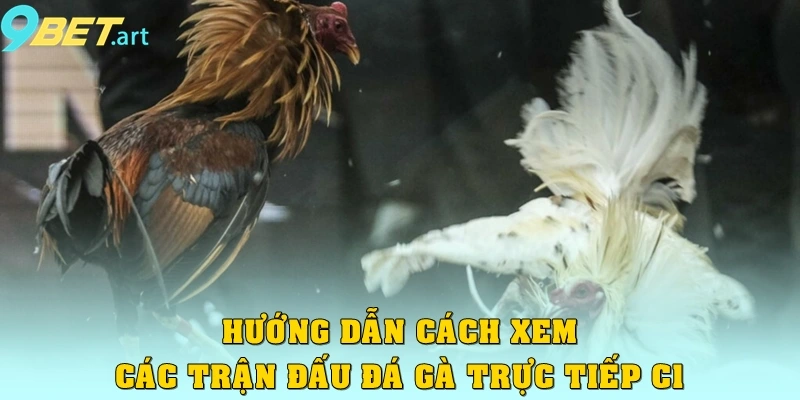 Hướng dẫn cách xem các trận đấu Đá gà trực tiếp C1
