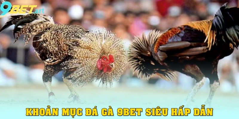 Khoản mục đá gà 9bet siêu hấp dẫn