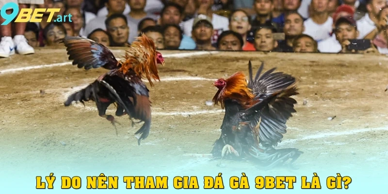 Lý do nên tham gia đá gà 9bet là gì?