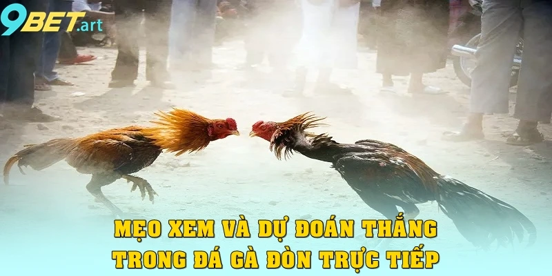 Mẹo xem và dự đoán thắng trong đá gà đòn trực tiếp